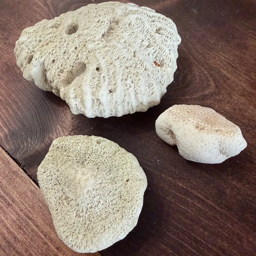 Natural White Brain and Star Coral Fossil Specimen Set 3 Pieces Coastal Decor